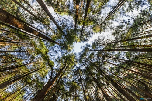 Free stock photo of forest, sky, trees