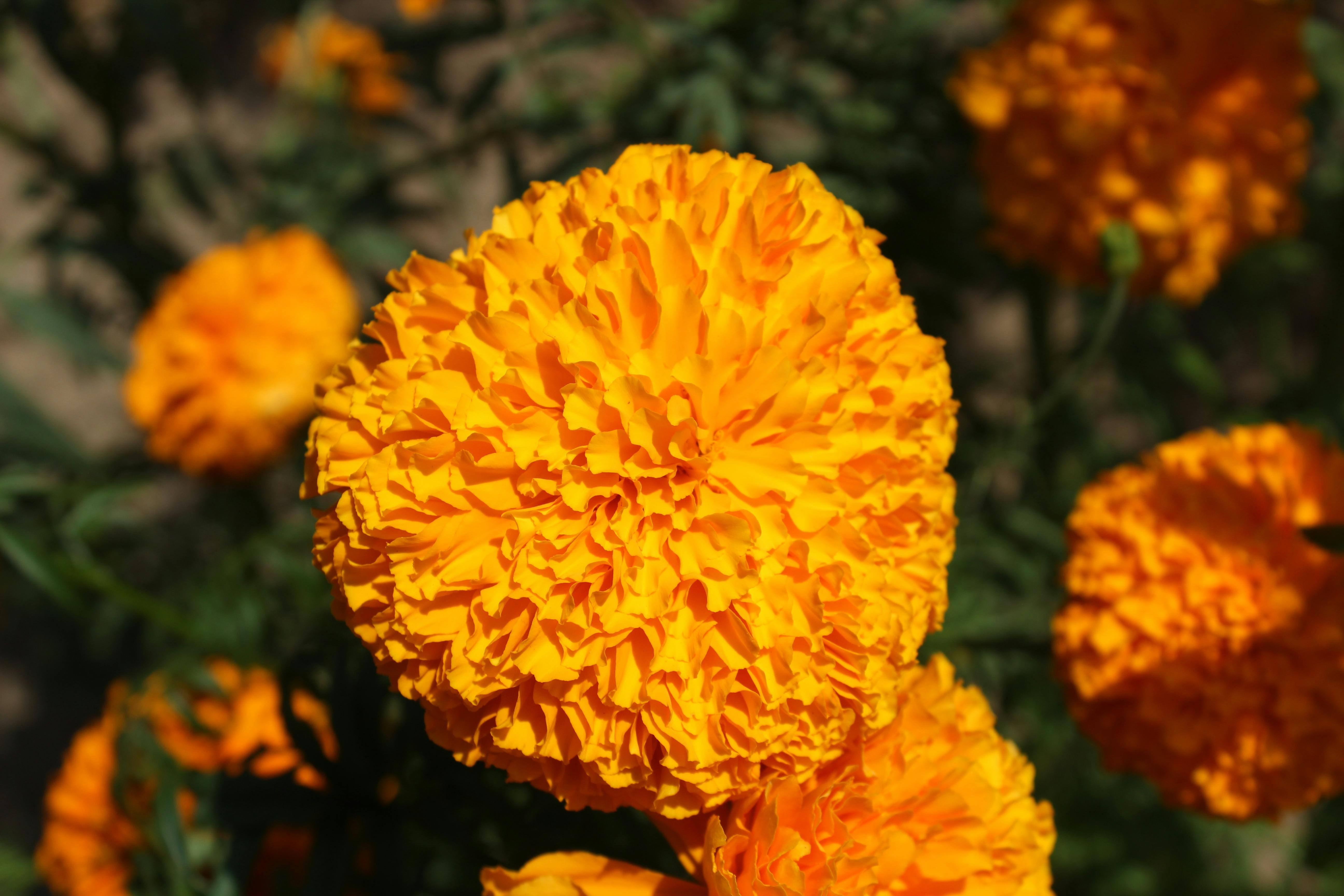 free-photo-of-flor-de-cempasuchil-muerto-4 Cempasúchil: Historia, Cultivo y su Importancia en el Día de Muertos