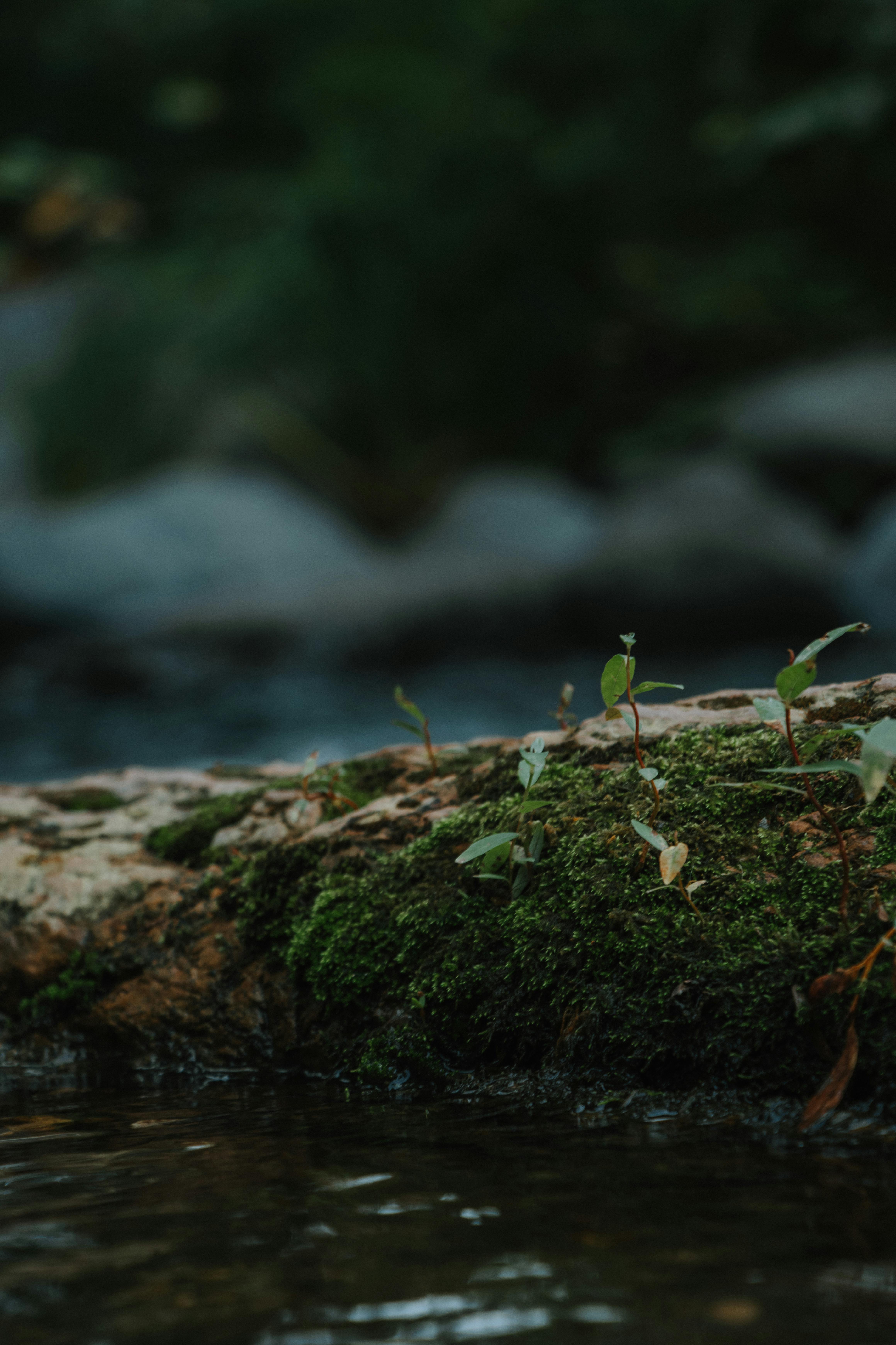 Tranquil scene of a moss-covered rock by a stream in Sedona's lush landscape.