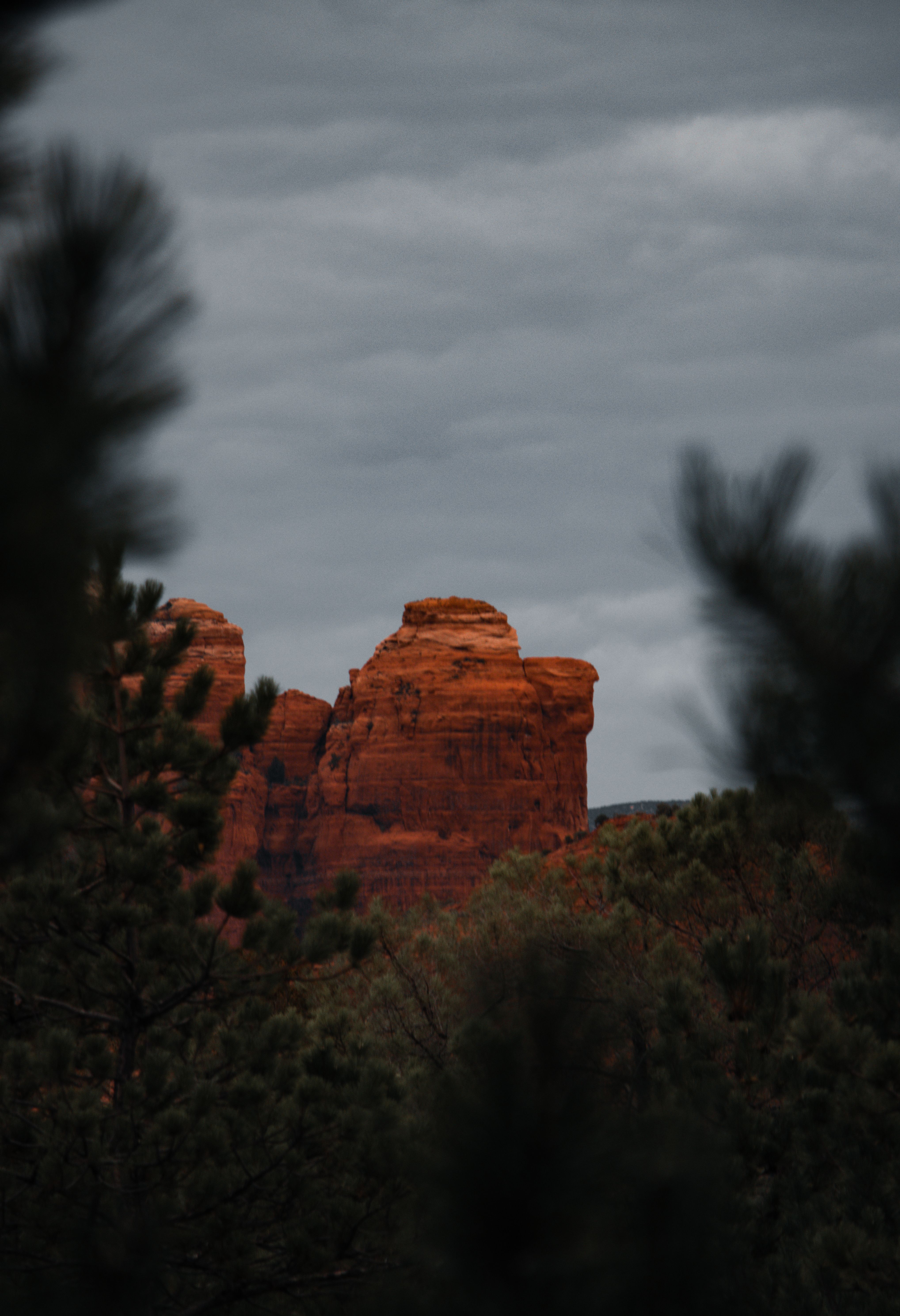 Red rock formations and pine trees in Sedona Arizona
