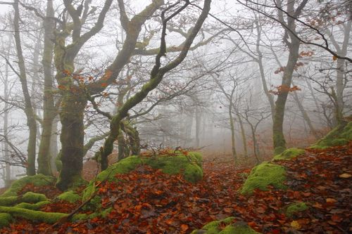Free A serene autumn forest with moss-covered trees and a misty atmosphere. Stock Photo