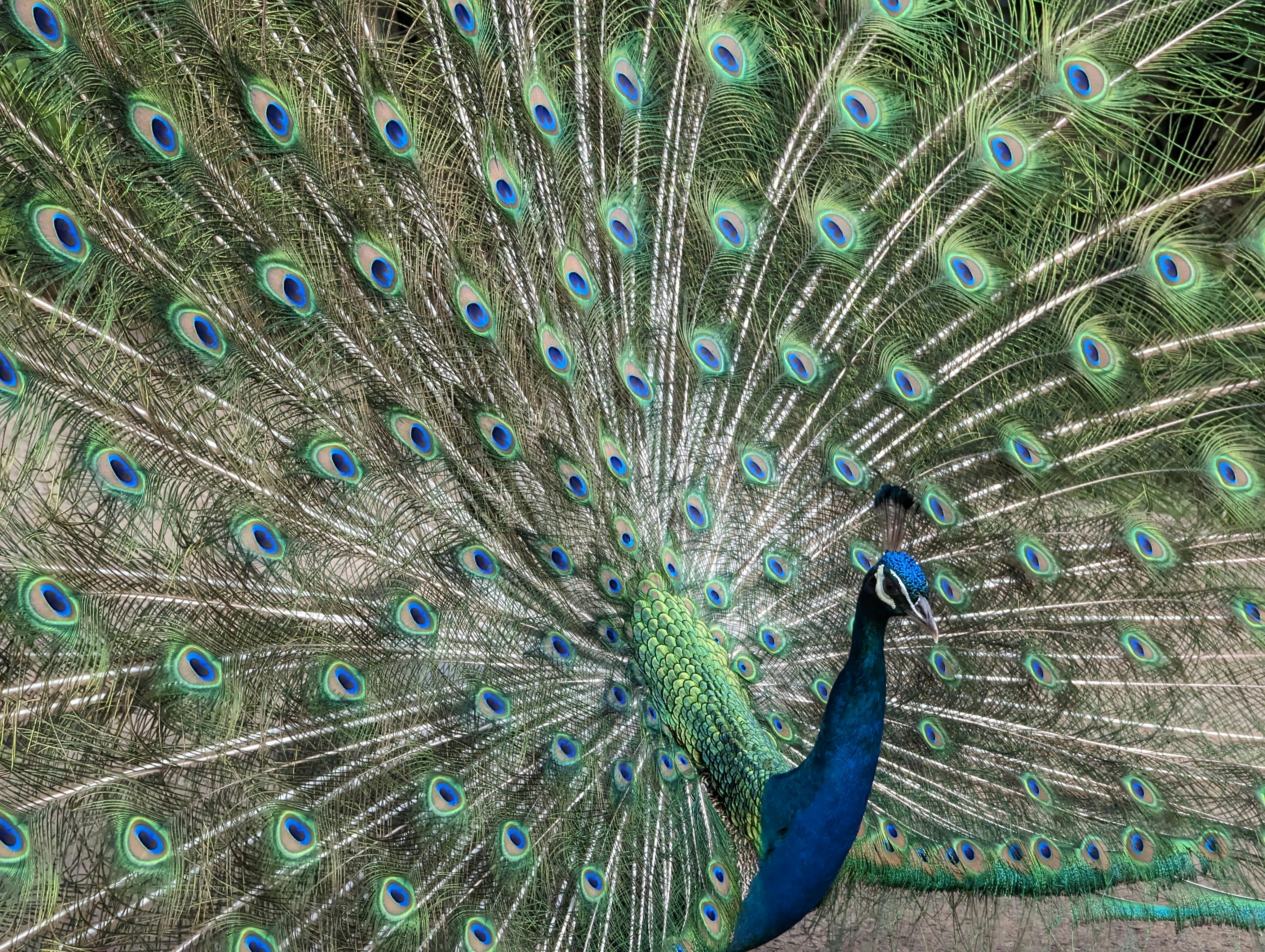 grátis Pavão macho colorido exibindo plumagem vibrante ao ar livre no Havaí. Foto profissional