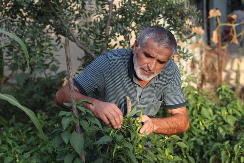 Free Senior man tending to pepper plants in an İstanbul garden. Stock Photo