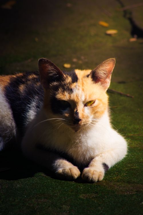 Free Sunlit calico cat lounging outdoors on a green surface. Stock Photo