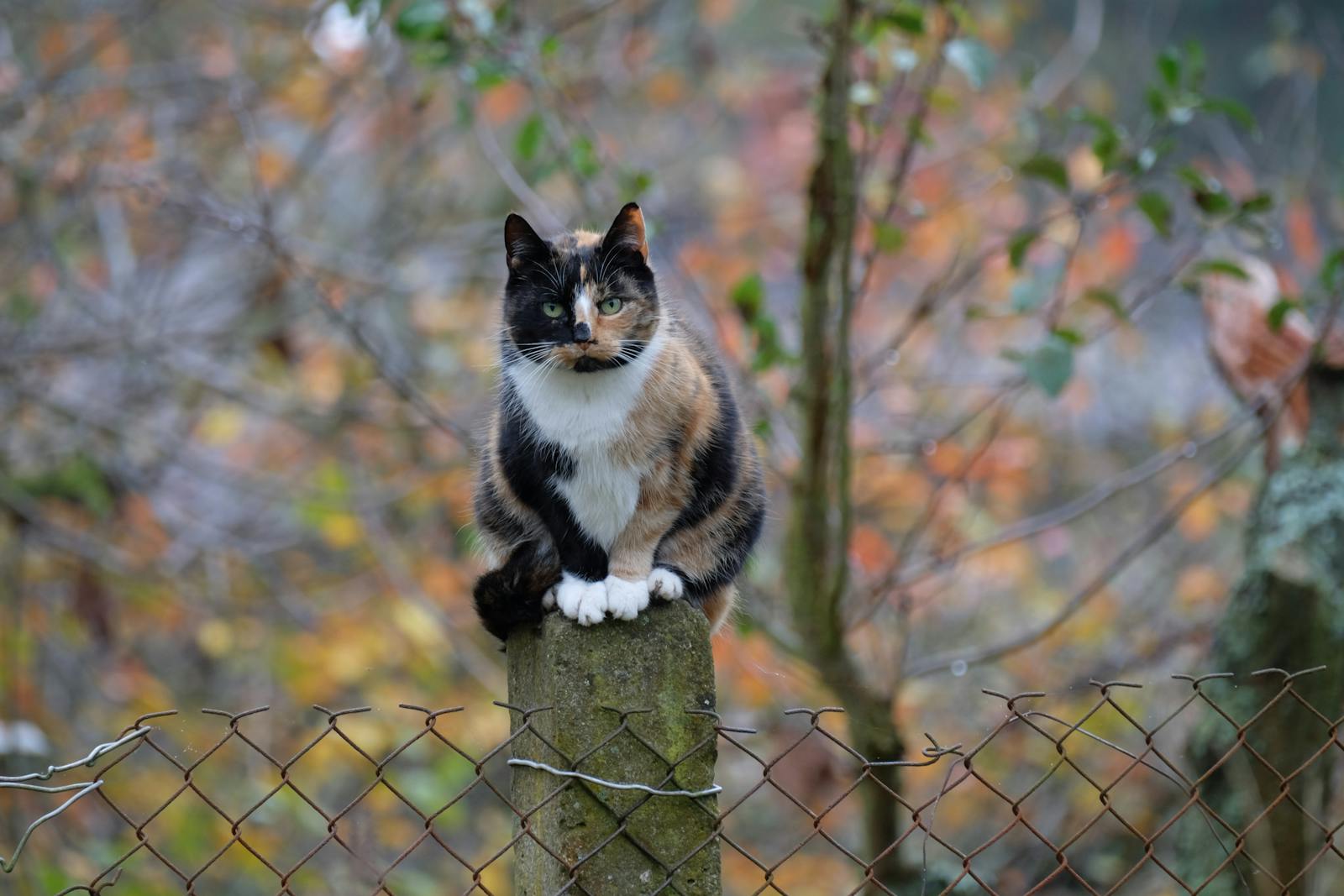 Cat White Background Photos, Download The BEST Free Cat White