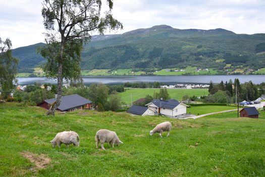Idyllic scene of sheep grazing with scenic views in Oppheim, Norway.