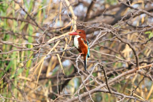 Free A vibrant white-breasted kingfisher sits on a branch in its natural habitat. Perfect for nature and wildlife enthusiasts. Stock Photo