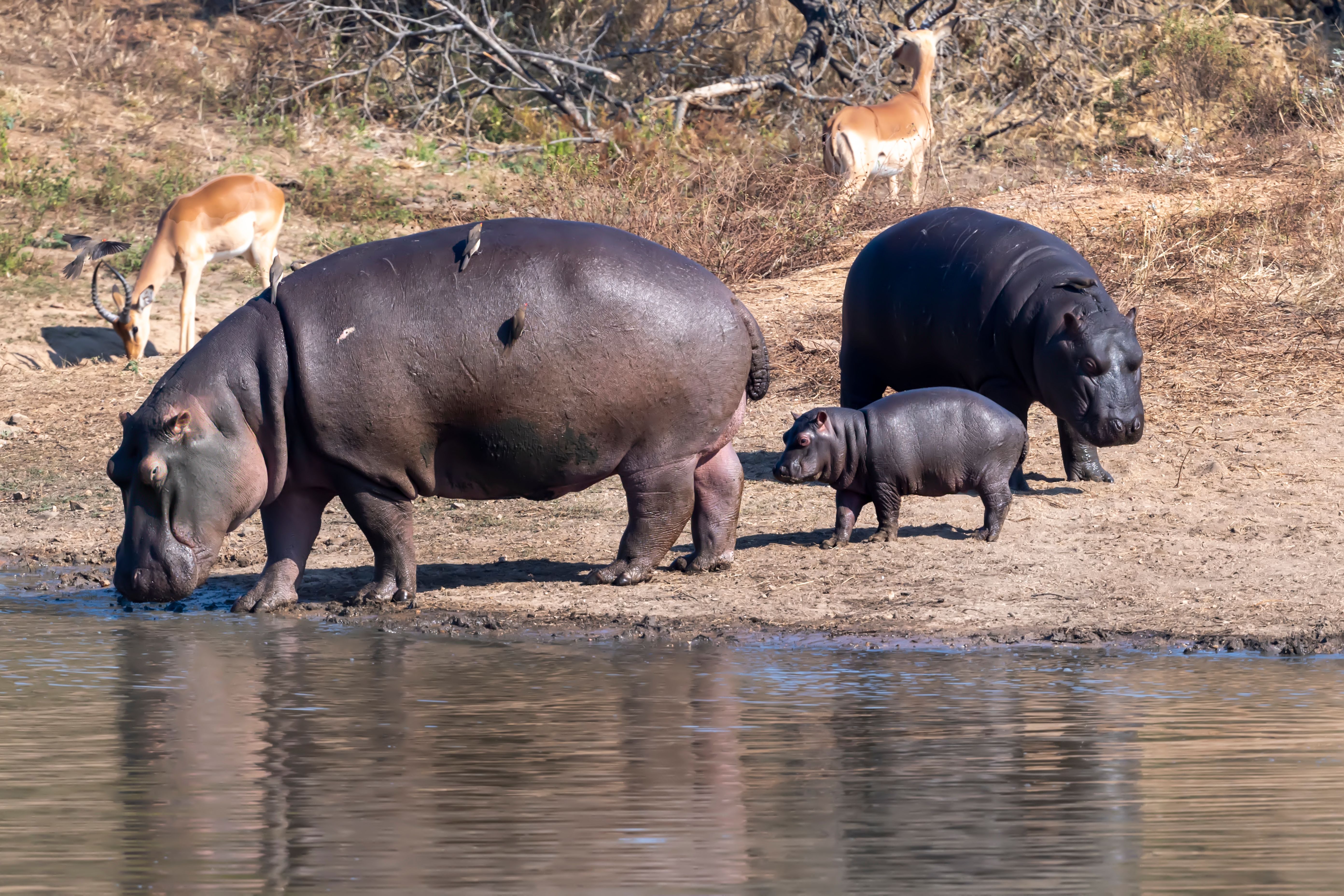 Your Malaria-Free Safari South Africa 2027 Guide