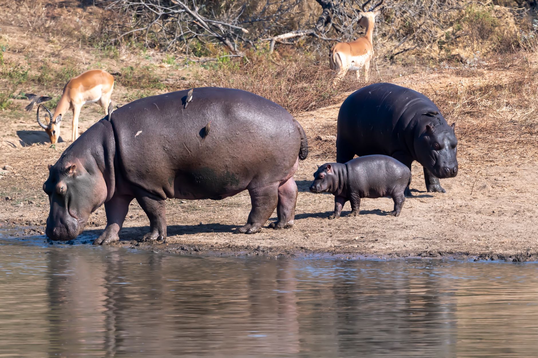 Your Malaria-Free Safari South Africa 2027 Guide