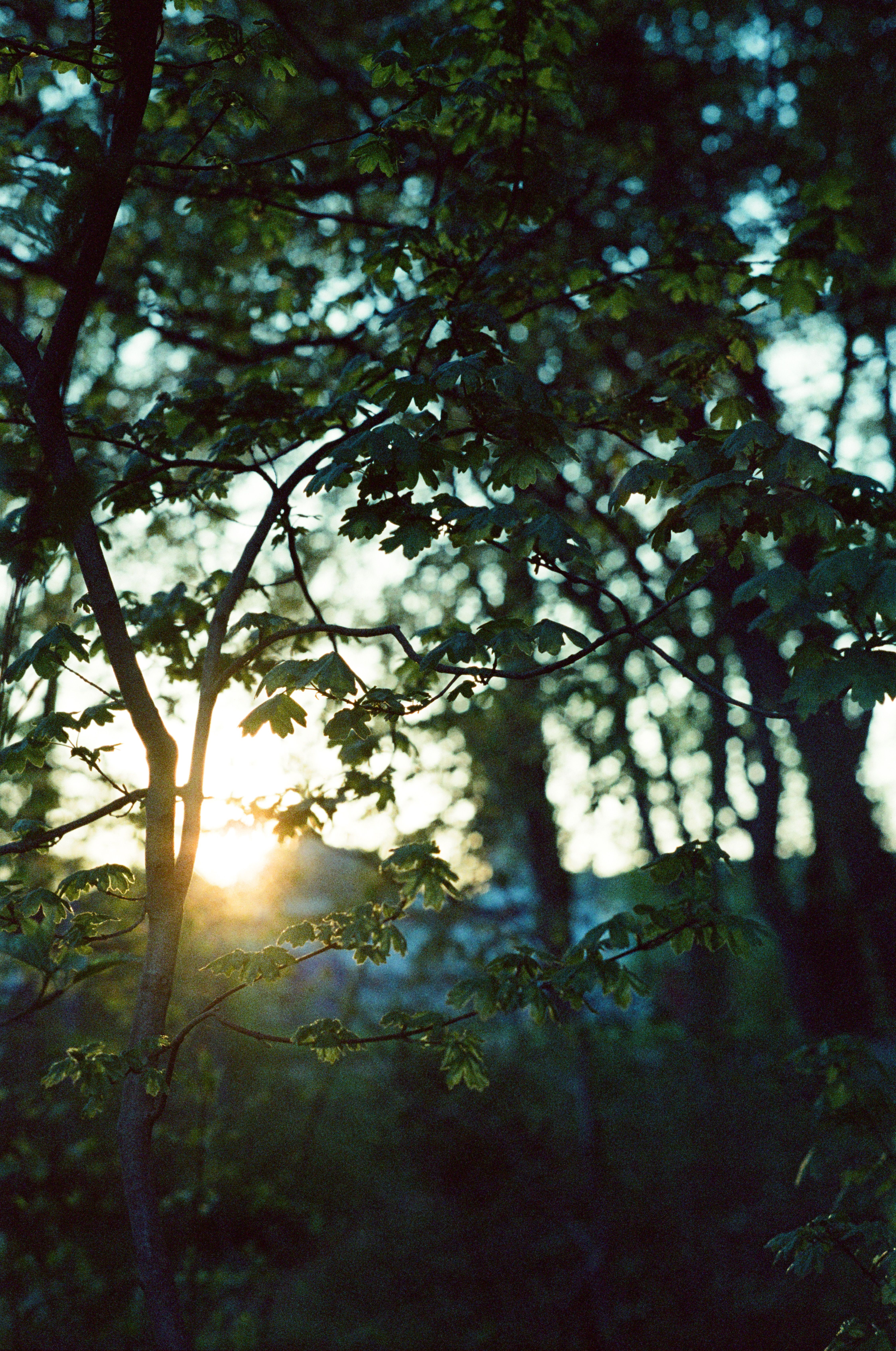 Peaceful spring evening with sunset filtering through forest trees in Unna, Germany.