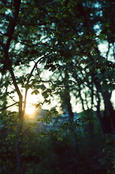 Peaceful spring evening with sunset filtering through forest trees in Unna, Germany.