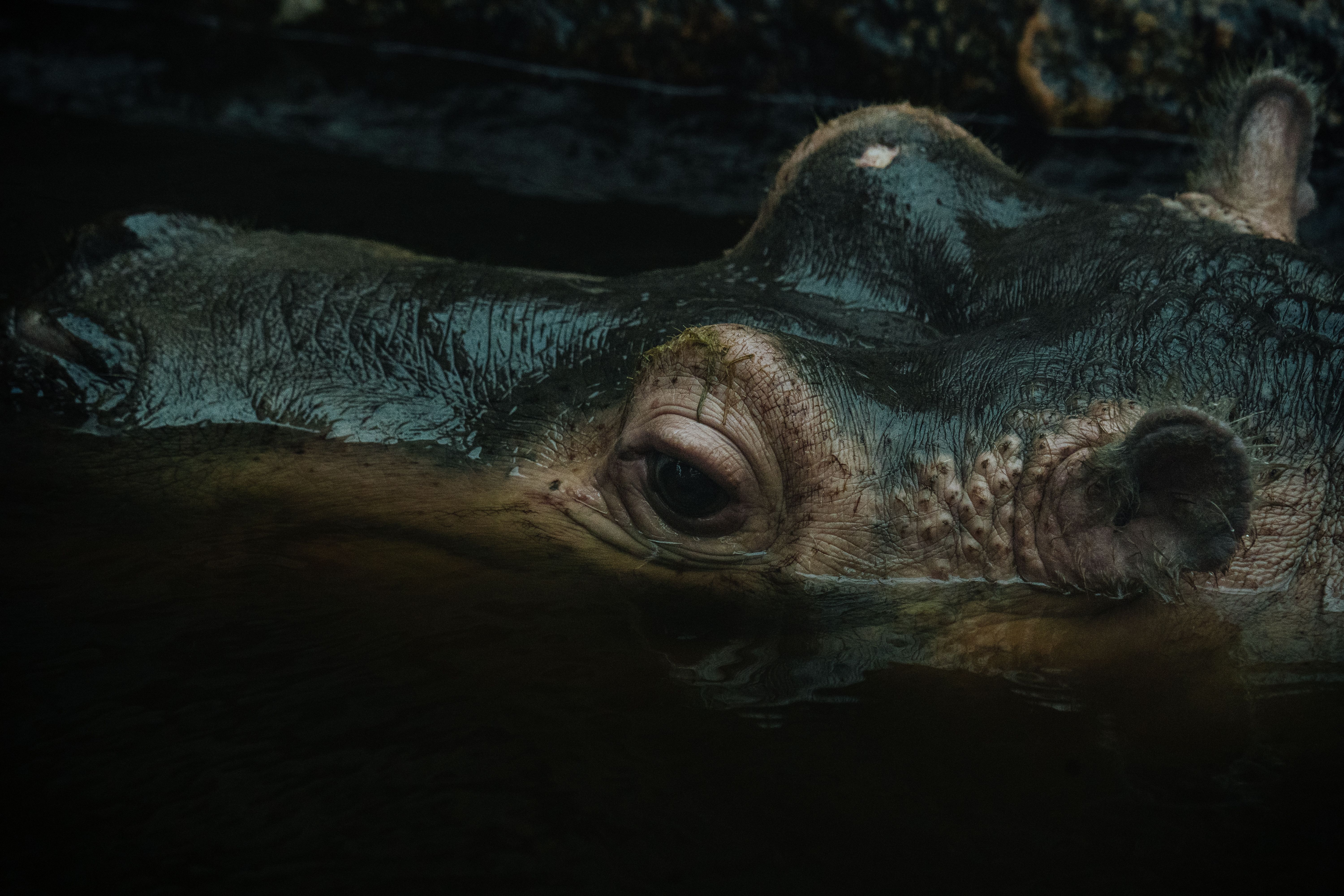 How Stock Licensing Pays A Wildlife Photographer