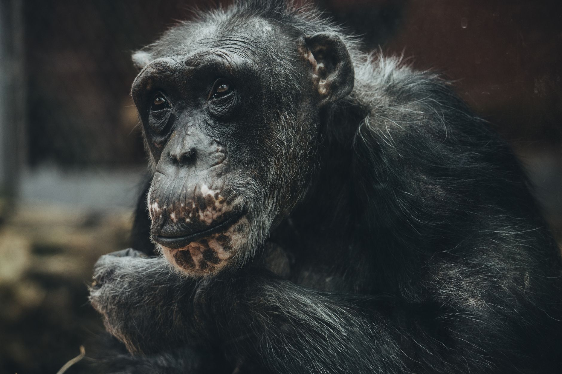 A primeira 'guerra civil' entre chimpanzés registrada por cientistas