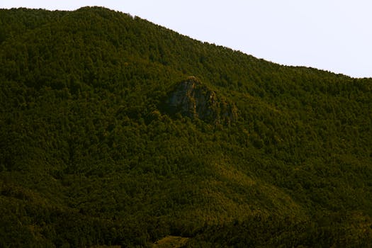 Vibrant greenery covering Kastamonu's forested hills, showcasing Türkiye's natural beauty.
