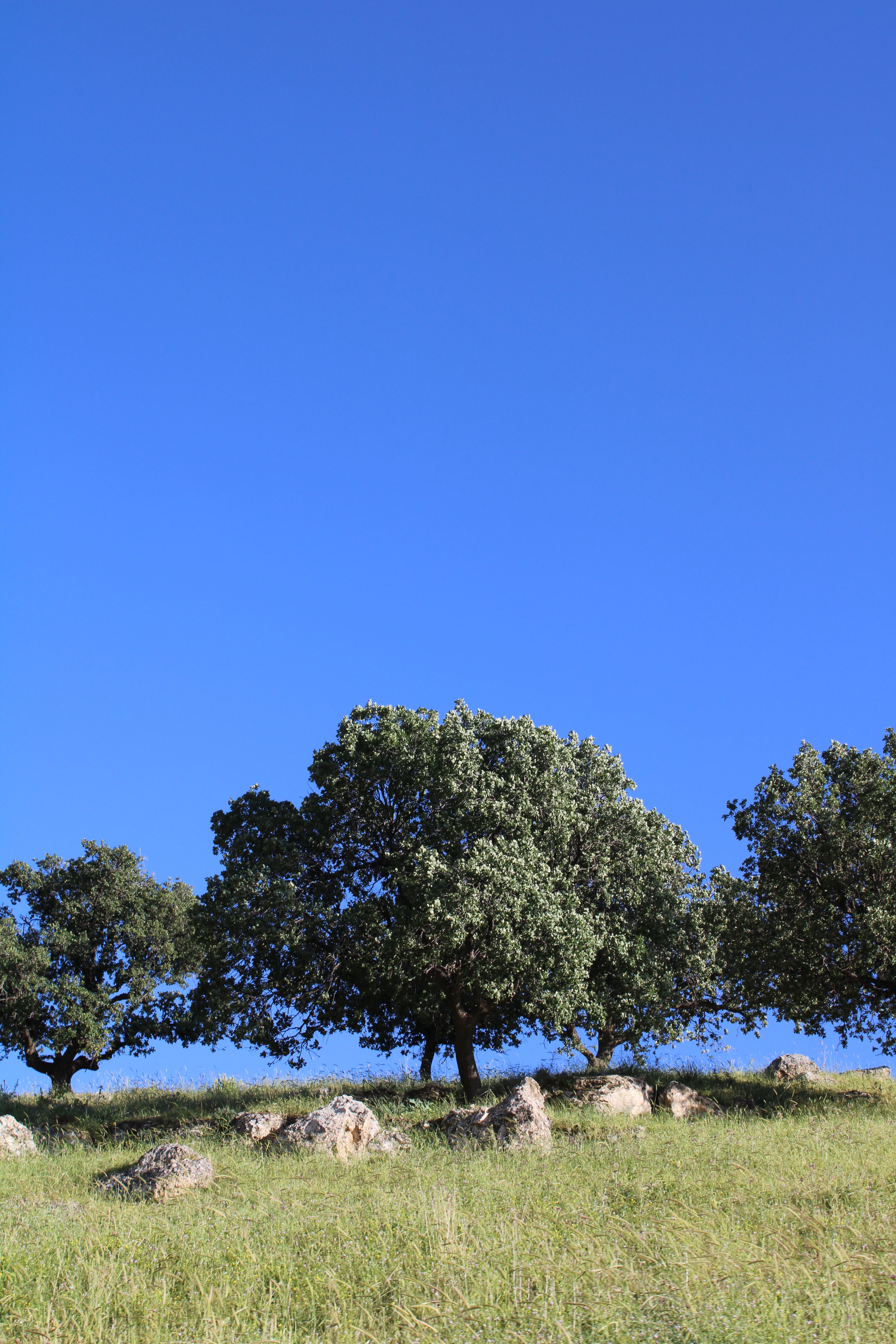 Scenic View of Oak Trees under Clear Blue Sky · Free Stock Photo