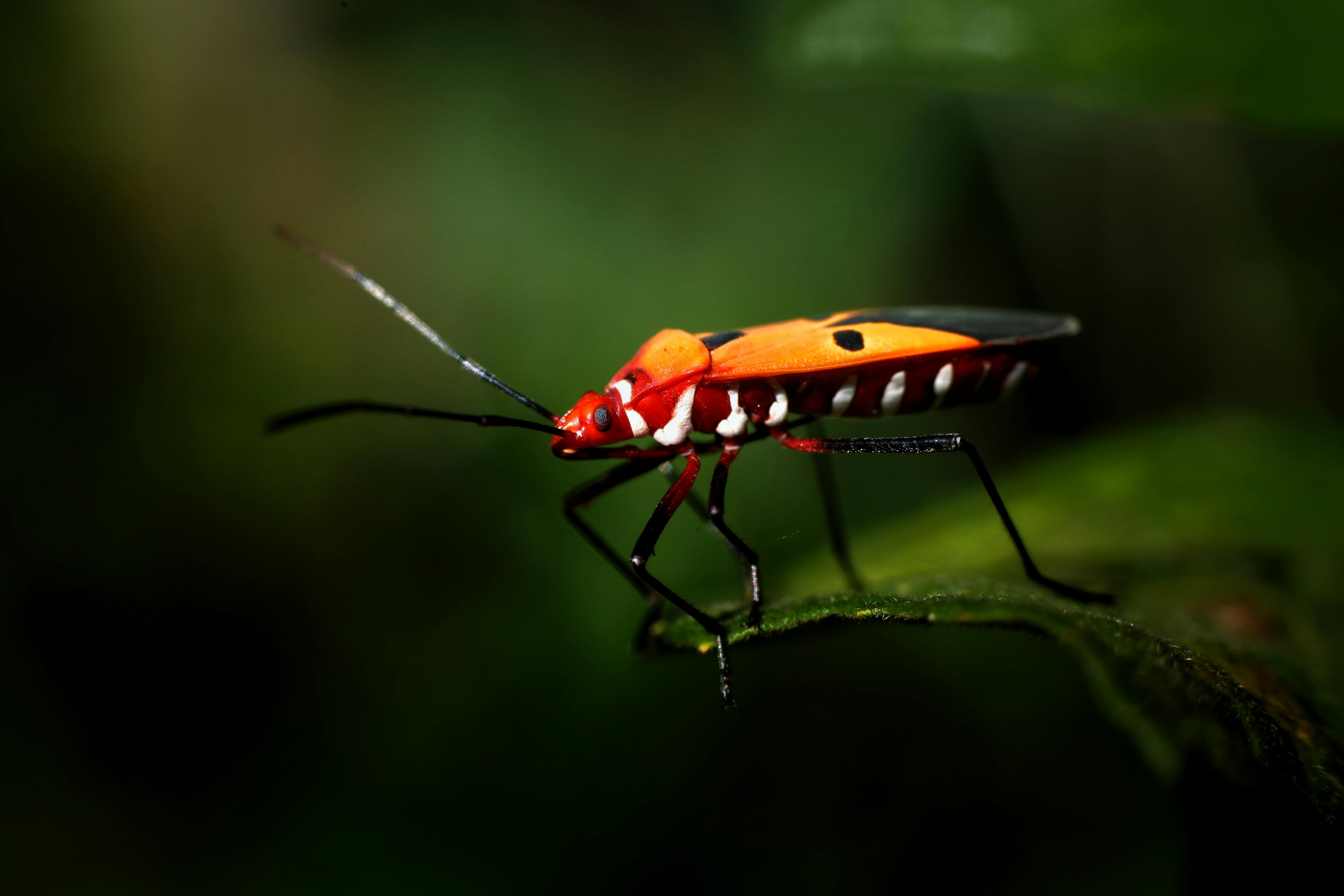 Close-up image of a red cotton bug showcasing intricate details on a green leaf.