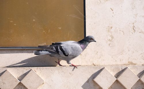 Free Close-up of a lone pigeon perched on a textured wall in İzmir, Türkiye. Stock Photo