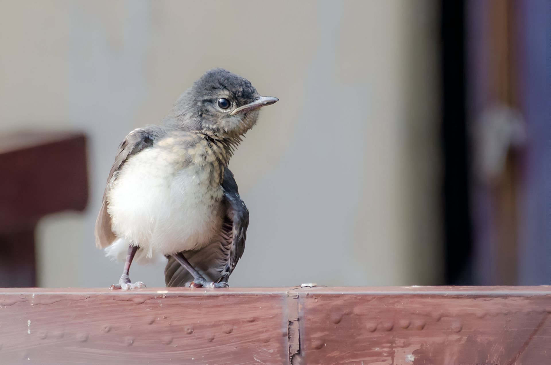 Baby Oriental magpie Robin bird playing with his wings - newly born Baby Oriental magpie Robin first flight.