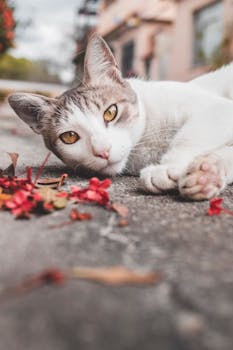 一只可爱的灰白色猫咪，懒洋洋地躺在开满红花的人行道上，这是在宁静的秋日户外拍摄的