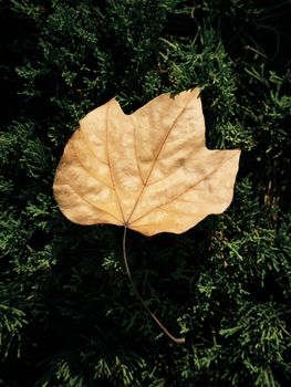 Brown autumn leaf resting on lush green evergreen foliage under bright sunlight.