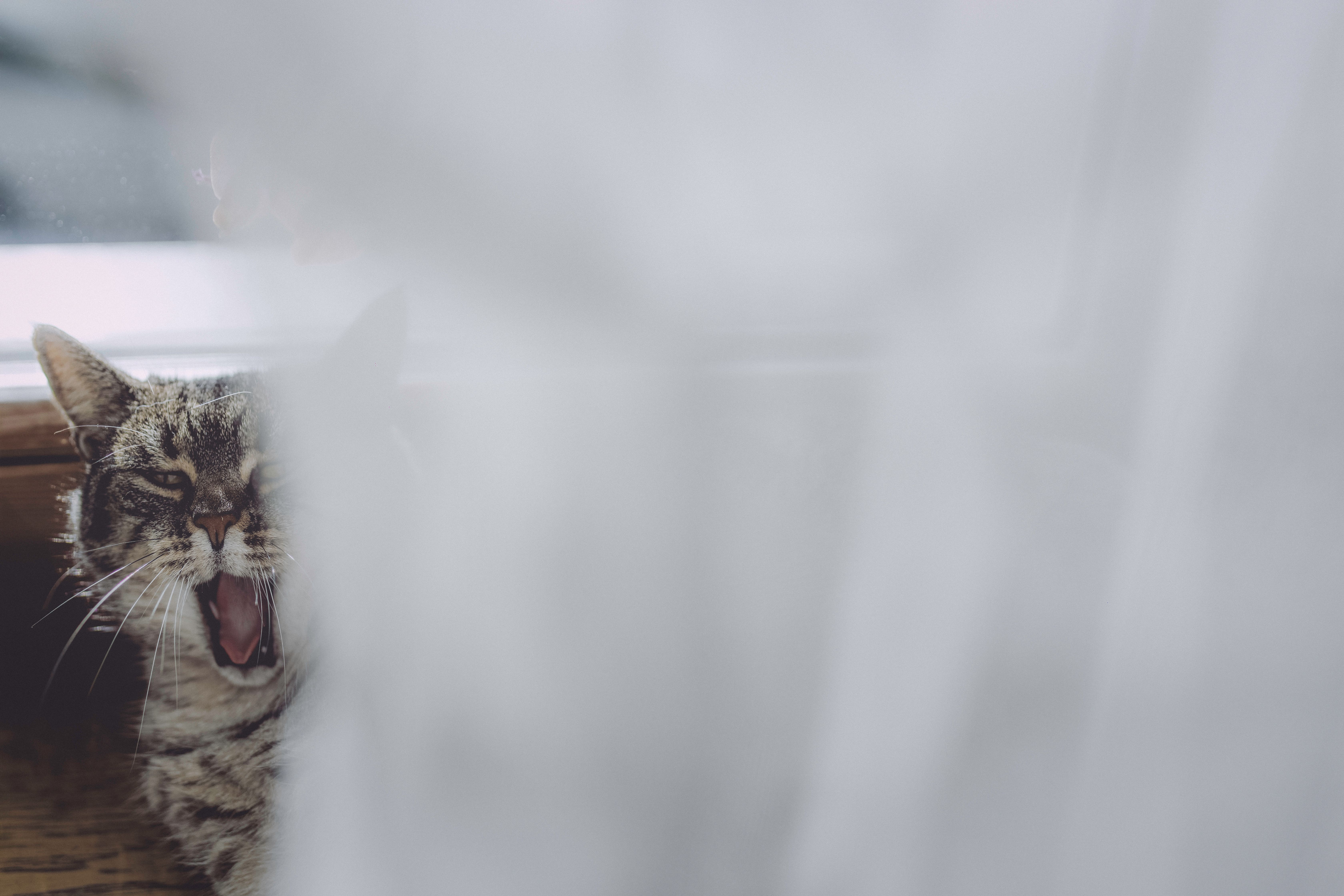 tabby cat mid-yawn on a sunlit farmhouse windowsill
