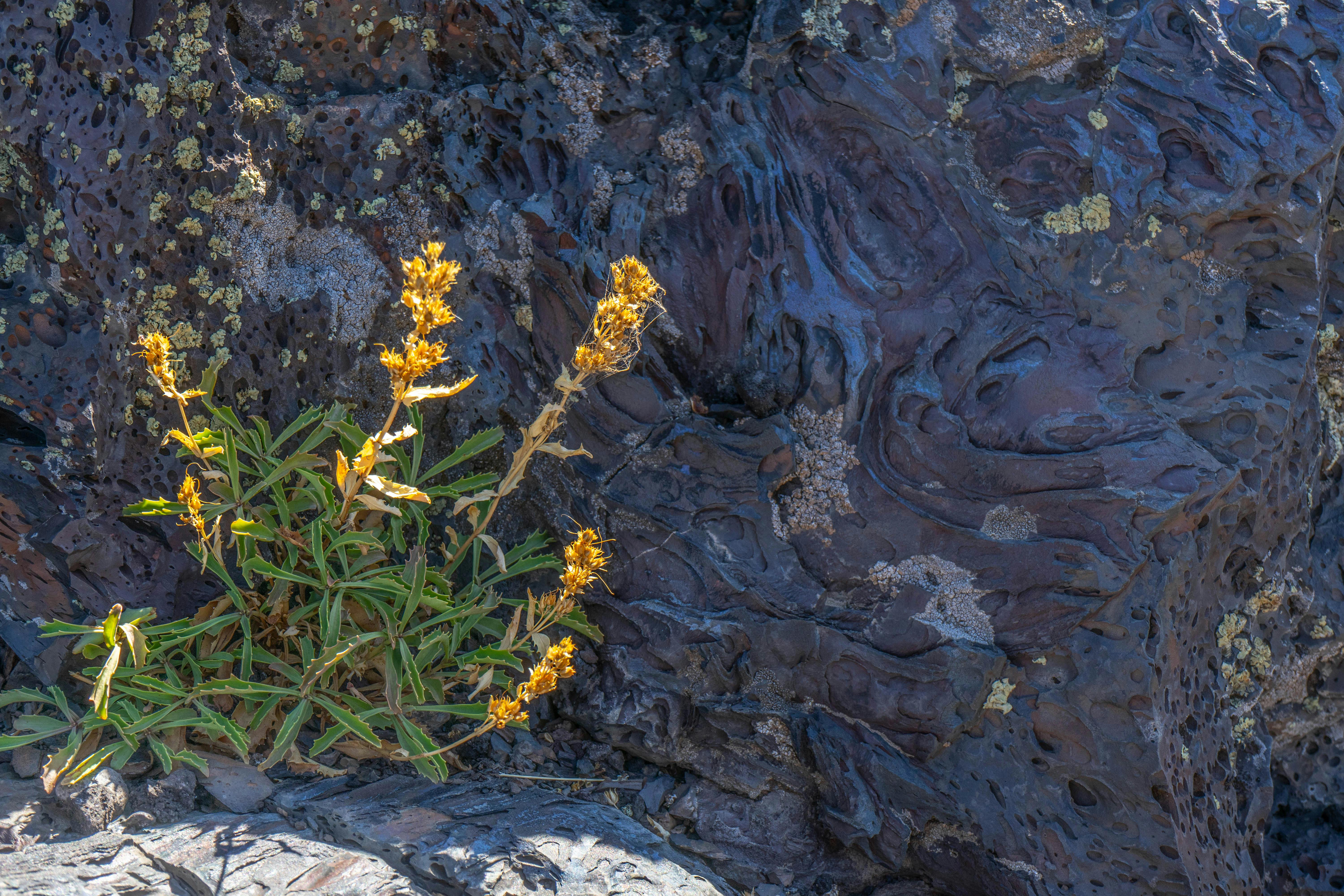 Free stock photo of flower, lava, plant