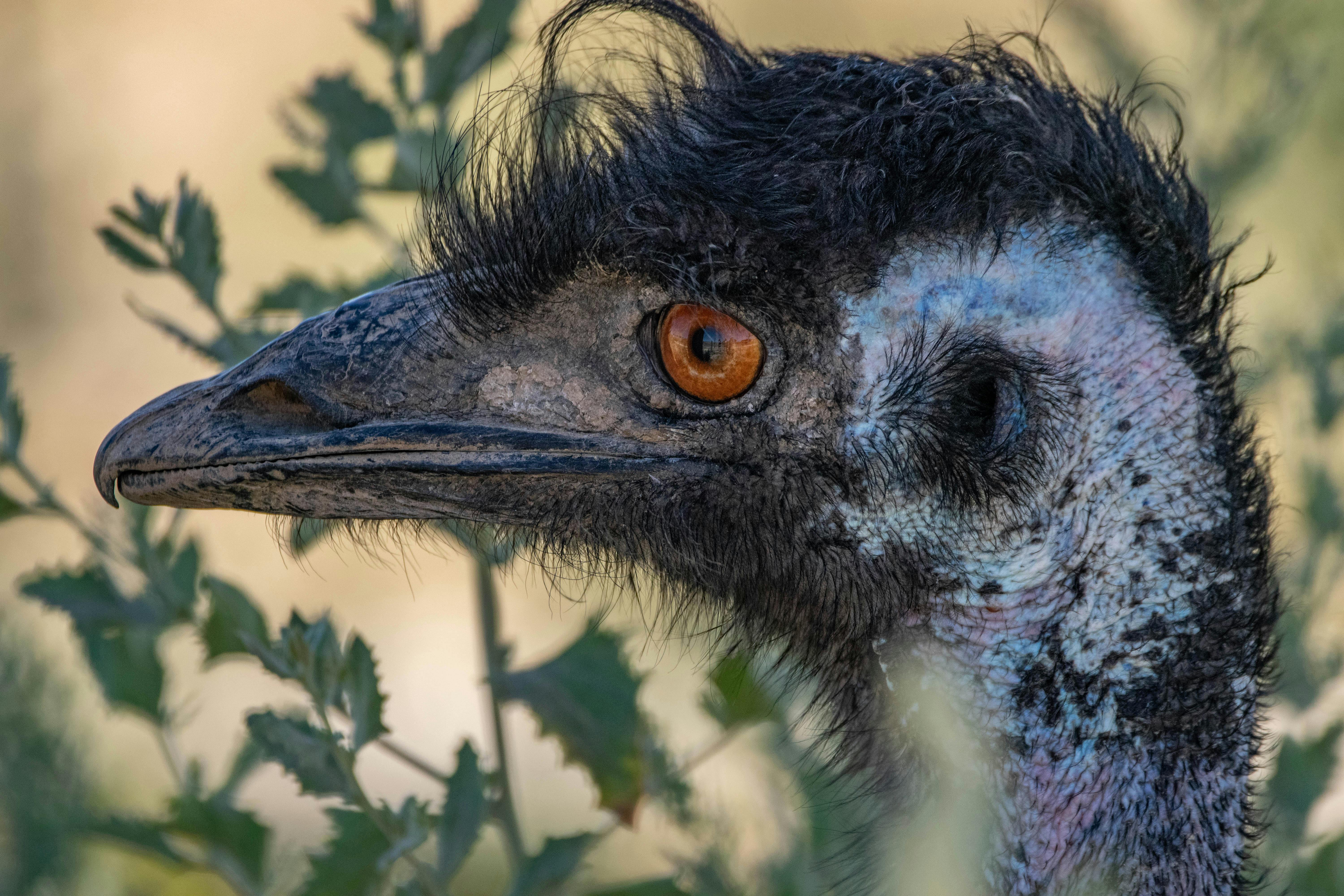 Free stock photo of animal, bird, dinosaur