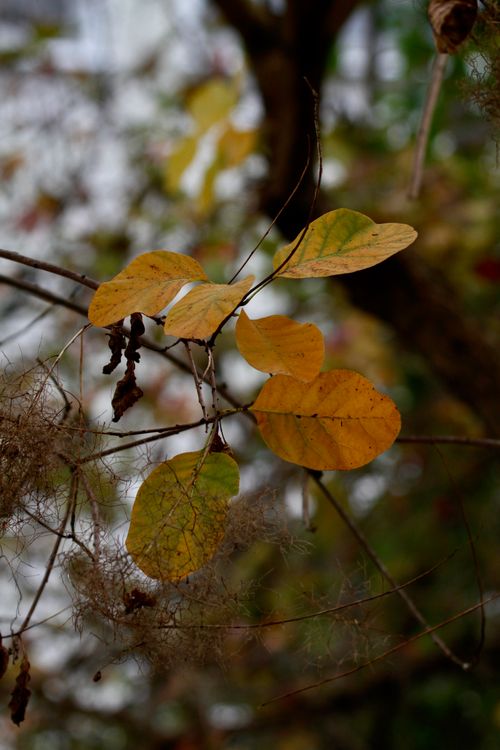 Free Close-up of vibrant autumn leaves in a natural setting, showing fall colors. Stock Photo
