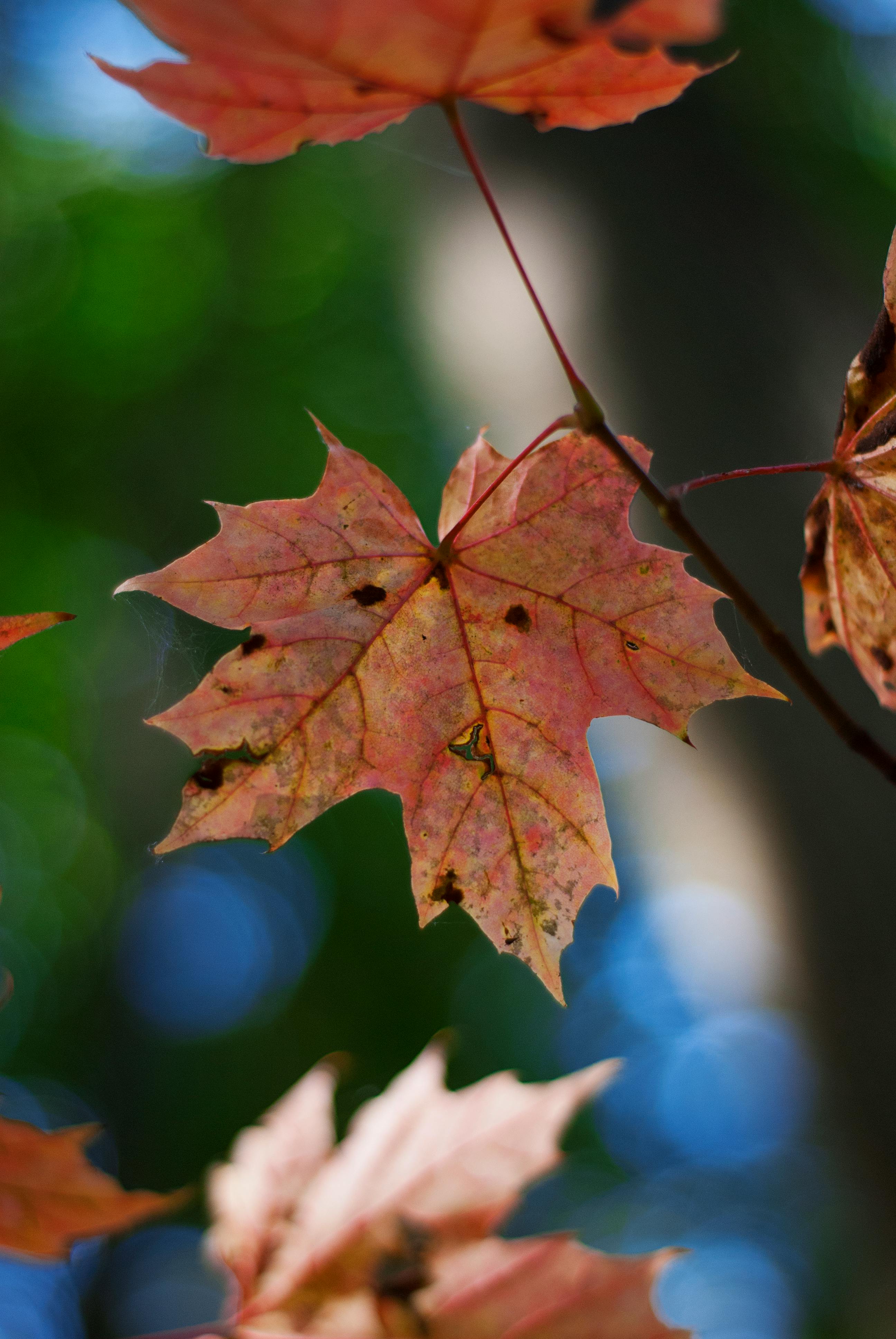 Vibrant Red Autumn Leaves in Soft Focus · Free Stock Photo