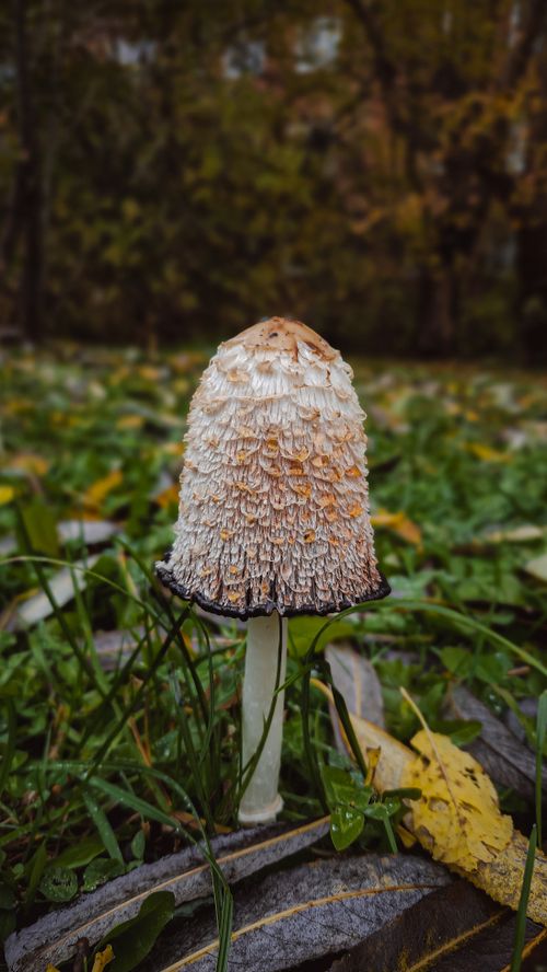 Free Close-up of a shaggy ink cap mushroom in a vibrant autumn landscape. Stock Photo