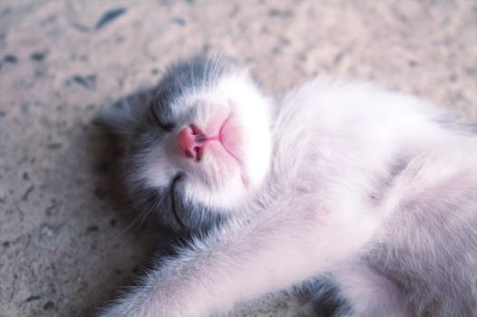 Adorable kitten peacefully sleeping, showcasing its cute pink nose and soft fur.