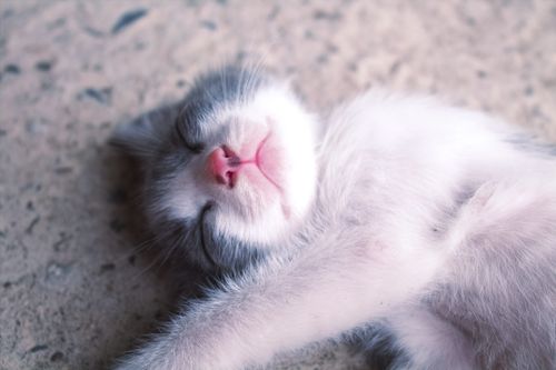 Free Adorable kitten peacefully sleeping, showcasing its cute pink nose and soft fur. Stock Photo