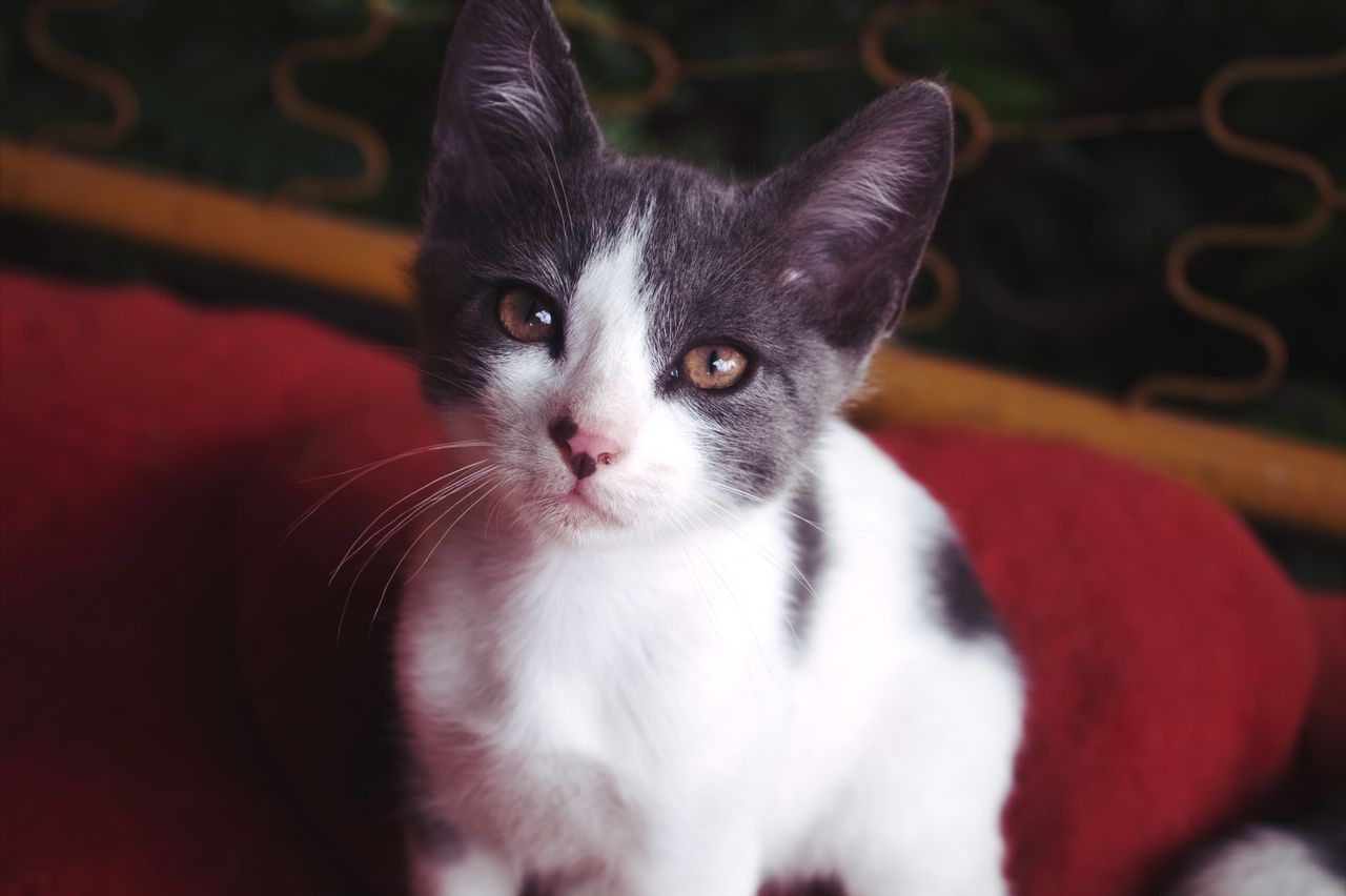 close up of an adorable black and white kitten resting on a red blanke