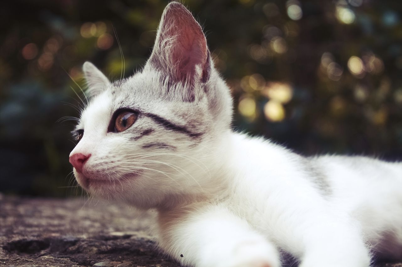 adorable kitten lying on the ground with a blurred nature background