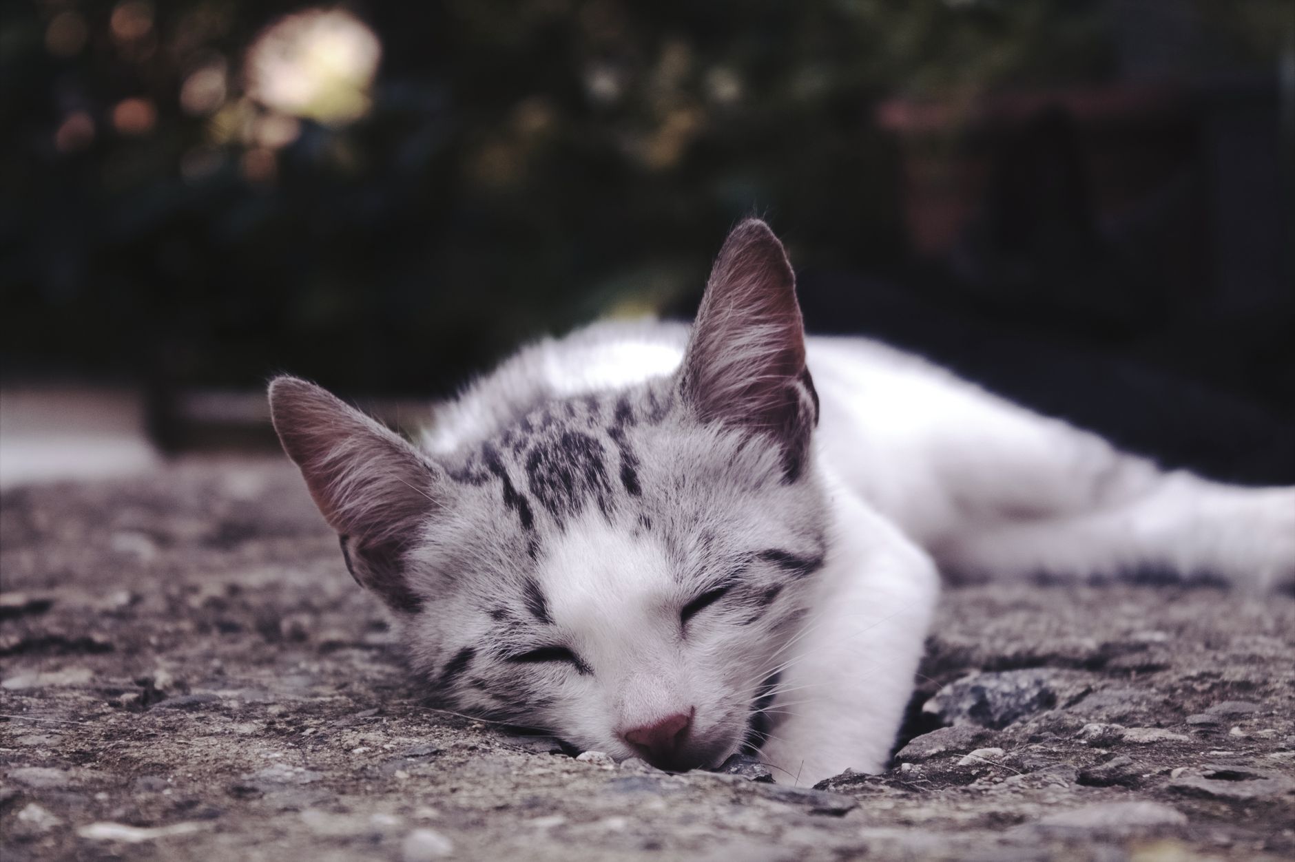 Portrait of a pet at a veterinary clinic