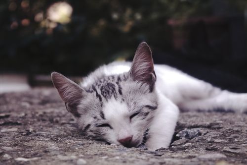 Free Charming close-up of a tabby cat sleeping outdoors, exuding tranquility and innocence. Stock Photo