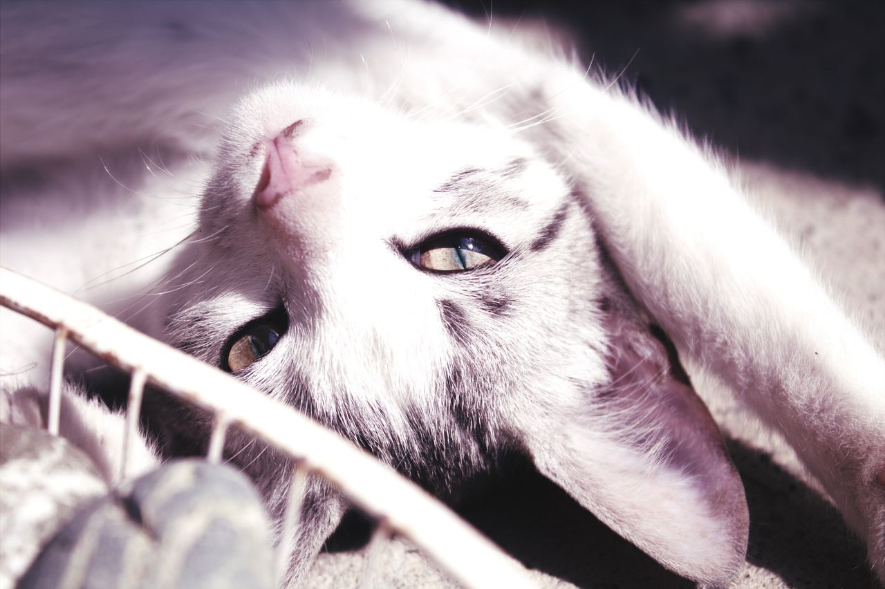 charming portrait of a cat enjoying the sun highlighting its serene an