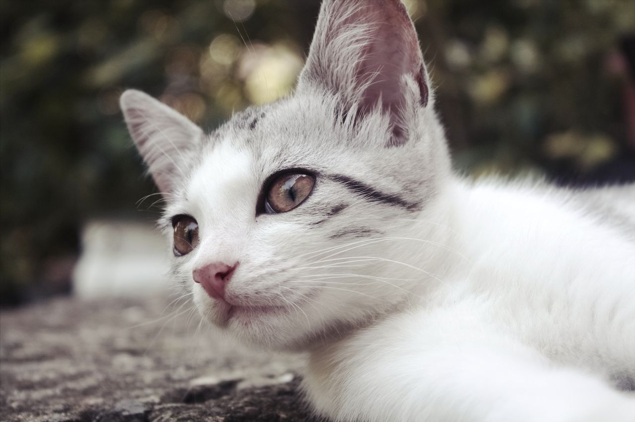 close up of a white and gray domestic cat with stripes lying outdoors