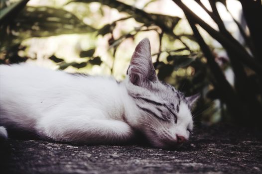 A serene cat resting outdoors among lush greenery in Georgia.