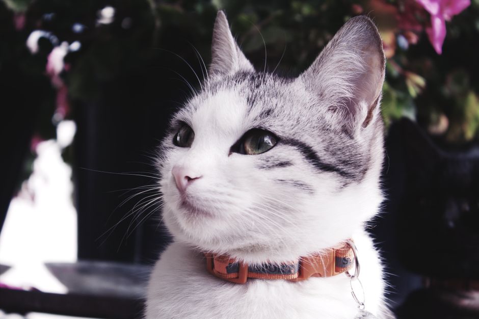 Close-up of a gray and white tabby cat with a collar, gazing peacefully. Perfect for pet lovers.