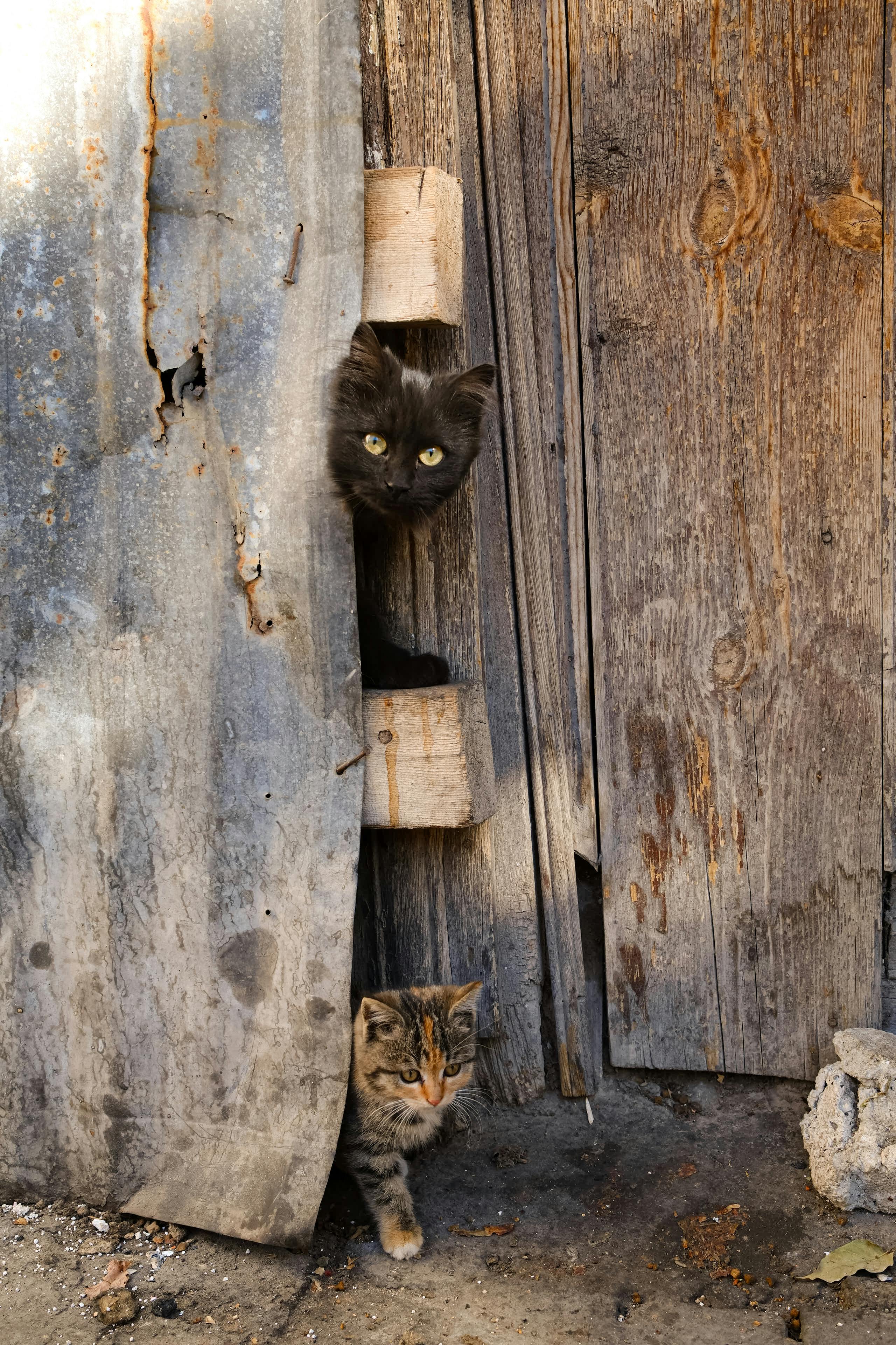 Two cats curiously peeking from a rustic wooden shed.