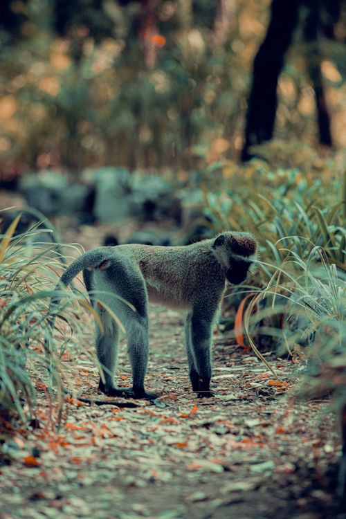 Free A curious monkey explores its natural forest habitat, surrounded by lush greenery. Stock Photo