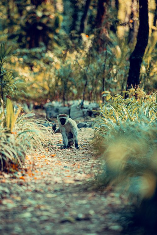 Free A monkey strolling along a leaf-covered forest path, surrounded by lush green foliage. Stock Photo