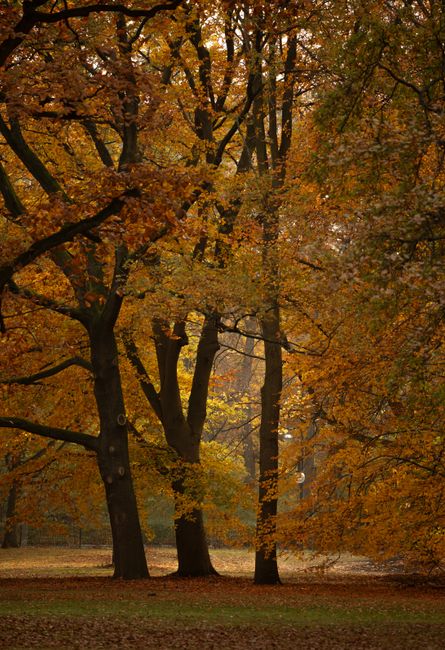 Stunning view of an autumn forest with vibrant golden leaves and tall trees.
