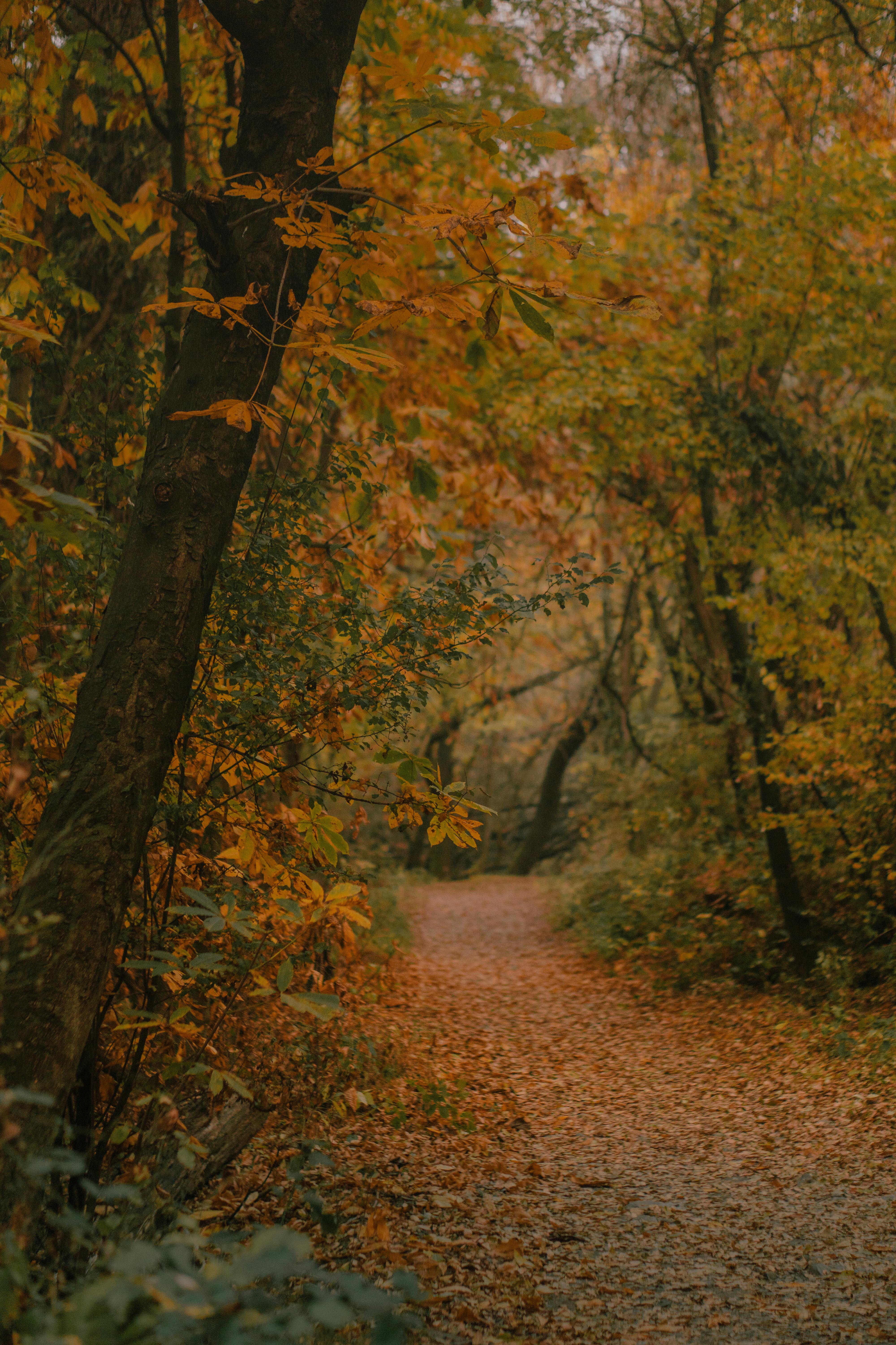 serene autumn forest path in new theed