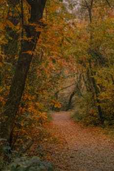 Experience the tranquil beauty of a leaf-covered path through a lush autumn forest in New Theed.