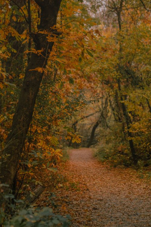Free Experience the tranquil beauty of a leaf-covered path through a lush autumn forest in New Theed. Stock Photo