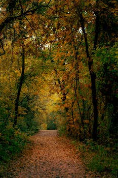 A tranquil forest pathway surrounded by vibrant autumn leaves in warm shades of orange and gold.