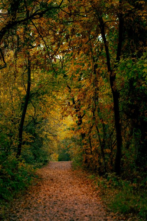 Free A tranquil forest pathway surrounded by vibrant autumn leaves in warm shades of orange and gold. Stock Photo
