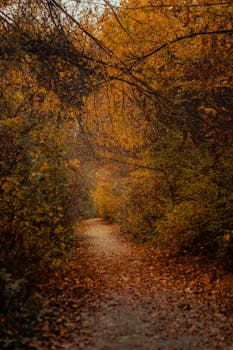 Peaceful autumn pathway surrounded by vibrant fall foliage in a quiet forest.